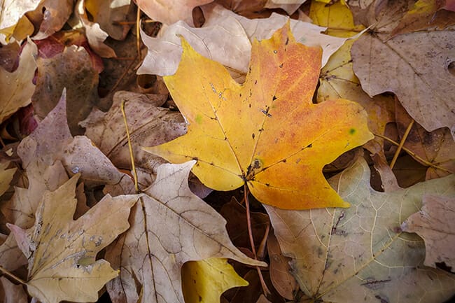 Fall Color